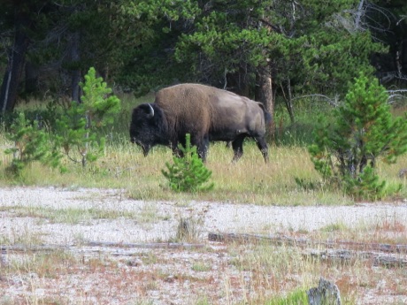 this guy wandered up and over the board walk in Old Faithful Basin!